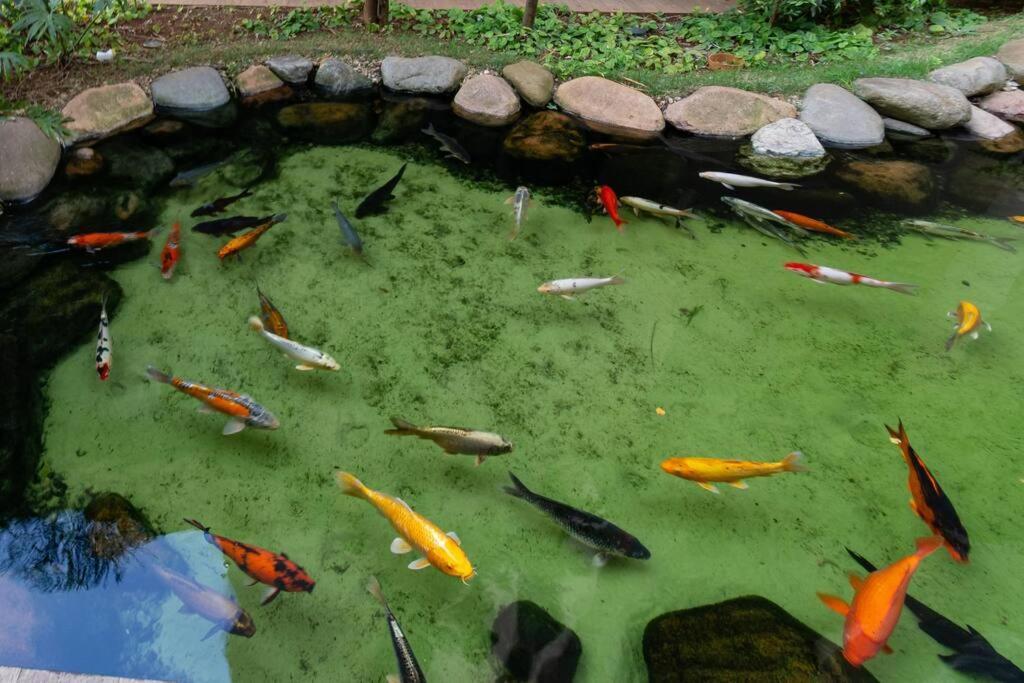 Apto Bras Com Piscina Proximo Ao Centro De Compras Apartment *